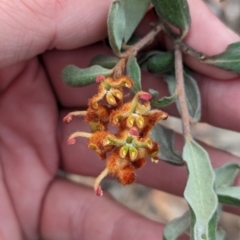 Grevillea floribunda (Seven Dwarfs Grevillea, Rusty Spider Flower) at Livingstone National Park - 9 Jun 2024 by Darcy