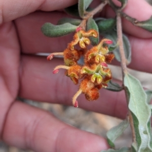 Grevillea floribunda at Livingstone National Park - 9 Jun 2024