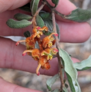 Grevillea floribunda at Livingstone National Park - 9 Jun 2024