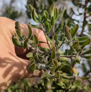 Persoonia rigida at Livingstone National Park - 9 Jun 2024