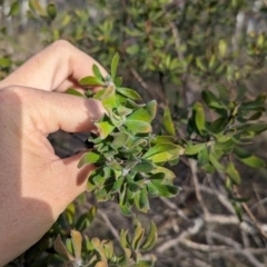 Persoonia rigida at Livingstone National Park - 9 Jun 2024 10:09 AM