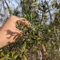 Persoonia rigida at Livingstone National Park - 9 Jun 2024 10:09 AM