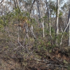 Persoonia rigida at Livingstone National Park - 9 Jun 2024