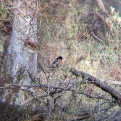 Petroica boodang (Scarlet Robin) at Big Springs, NSW - 9 Jun 2024 by Darcy