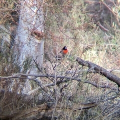 Petroica boodang at Livingstone National Park - 9 Jun 2024 10:12 AM