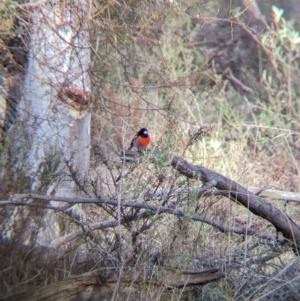 Petroica boodang at Livingstone National Park - 9 Jun 2024