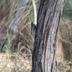 Cormobates leucophaea (White-throated Treecreeper) at Livingstone National Park - 9 Jun 2024 by Darcy