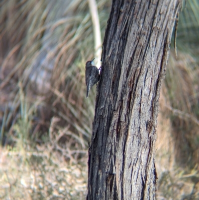 Cormobates leucophaea (White-throated Treecreeper) at Big Springs, NSW - 9 Jun 2024 by Darcy