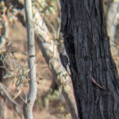 Cormobates leucophaea at Livingstone National Park - 9 Jun 2024 10:15 AM