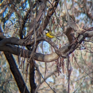 Pachycephala pectoralis at Livingstone National Park - 9 Jun 2024 10:16 AM