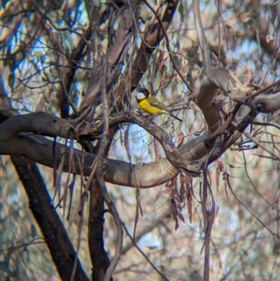 Pachycephala pectoralis (Golden Whistler) at Big Springs, NSW - 9 Jun 2024 by Darcy