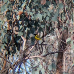 Pachycephala pectoralis at Livingstone National Park - 9 Jun 2024 10:16 AM