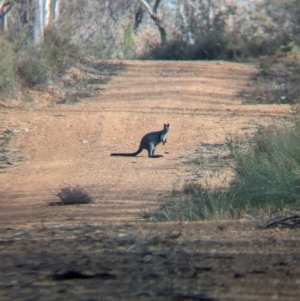 Wallabia bicolor at Livingstone National Park - 9 Jun 2024 10:24 AM