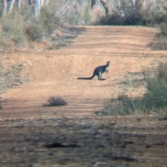 Wallabia bicolor at Livingstone National Park - 9 Jun 2024 10:24 AM