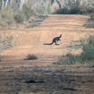 Wallabia bicolor at Livingstone National Park - 9 Jun 2024 10:24 AM