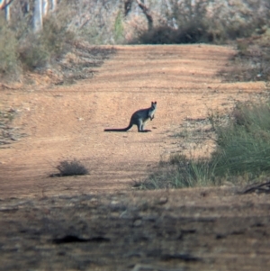 Wallabia bicolor at Livingstone National Park - 9 Jun 2024 10:24 AM