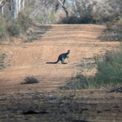 Wallabia bicolor at Livingstone National Park - 9 Jun 2024 10:24 AM