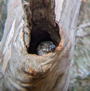 Varanus varius at Livingstone National Park - suppressed