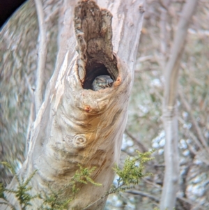 Varanus varius at Livingstone National Park - suppressed