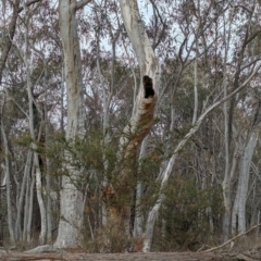 Varanus varius at Livingstone National Park - 9 Jun 2024