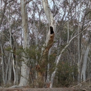 Varanus varius at Livingstone National Park - suppressed