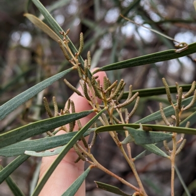 Acacia doratoxylon (Currawang) at Livingstone National Park - 9 Jun 2024 by Darcy