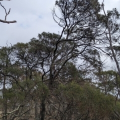 Acacia doratoxylon at Livingstone National Park - 9 Jun 2024 10:32 AM