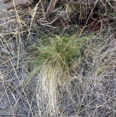 Nassella trichotoma (Serrated Tussock) at Mount Majura - 10 Jun 2024 by waltraud