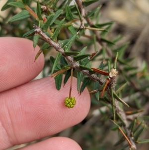 Acacia gunnii at Livingstone National Park - 9 Jun 2024