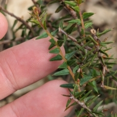 Acacia gunnii at Livingstone National Park - 9 Jun 2024