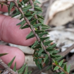 Acacia gunnii at Livingstone National Park - 9 Jun 2024