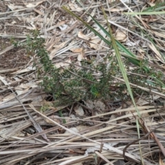 Acacia gunnii at Livingstone National Park - 9 Jun 2024