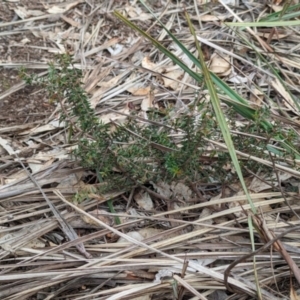 Acacia gunnii at Livingstone National Park - 9 Jun 2024