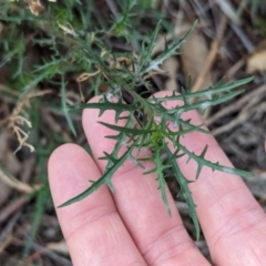 Isotoma axillaris (Australian Harebell, Showy Isotome) at Livingstone National Park - 9 Jun 2024 by Darcy