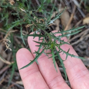 Isotoma axillaris at Livingstone National Park - 9 Jun 2024 10:38 AM