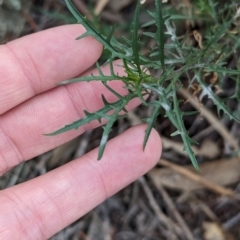 Isotoma axillaris at Livingstone National Park - 9 Jun 2024 10:38 AM