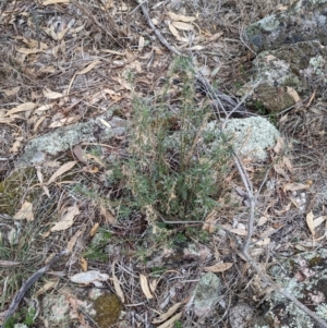 Isotoma axillaris at Livingstone National Park - 9 Jun 2024 10:38 AM