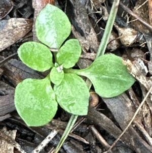 Speculantha rubescens at Aranda, ACT - suppressed