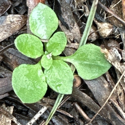 Speculantha rubescens (Blushing Tiny Greenhood) at Aranda, ACT - 12 Jun 2024 by lbradley