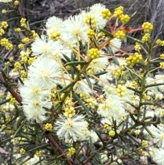 Acacia genistifolia (Early Wattle) at Aranda, ACT - 12 Jun 2024 by lbradley