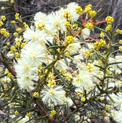 Acacia genistifolia (Early Wattle) at Aranda, ACT - 12 Jun 2024 by lbradley