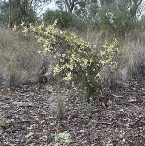 Acacia genistifolia at Aranda, ACT - 12 Jun 2024