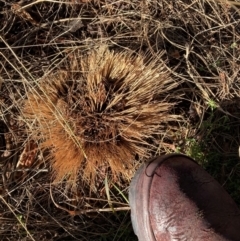 Nassella trichotoma (Serrated Tussock) at The Fair, Watson - 10 Jun 2024 by waltraud