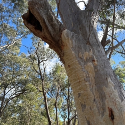Eucalyptus rossii (Inland Scribbly Gum) at Aranda, ACT - 12 Jun 2024 by lbradley