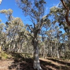 Eucalyptus rossii at Aranda Bushland - 12 Jun 2024