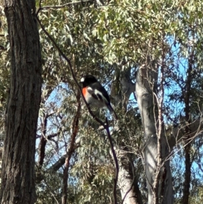 Petroica boodang (Scarlet Robin) at Aranda, ACT - 12 Jun 2024 by lbradley