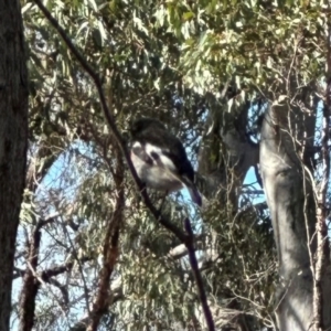 Petroica boodang at Aranda Bushland - 12 Jun 2024