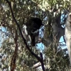 Petroica boodang at Aranda Bushland - 12 Jun 2024