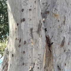 Eucalyptus rossii (Inland Scribbly Gum) at Aranda, ACT - 12 Jun 2024 by lbradley