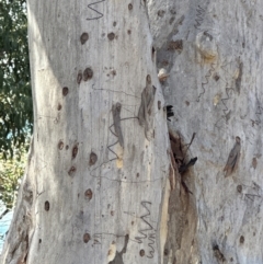 Eucalyptus dives at Aranda, ACT - 12 Jun 2024 by lbradley